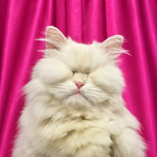 Close-up portrait of Moet, a fluffy white blind cat with closed eyes and a soft pink nose, against a hot pink satin curtain.