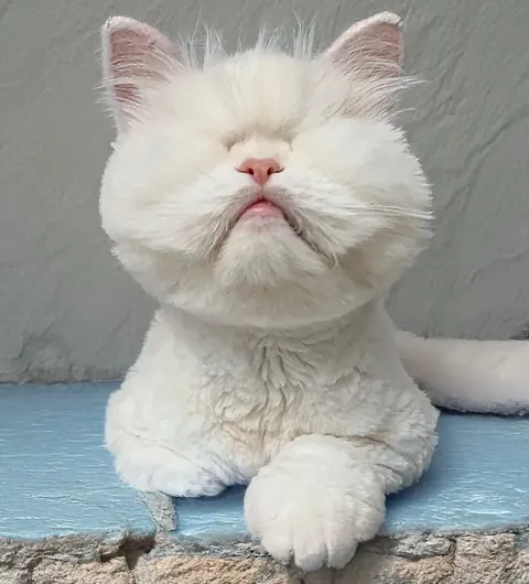 A white cat with fluffy ear tufts leaning over a pale blue ledge, one paw hanging down.